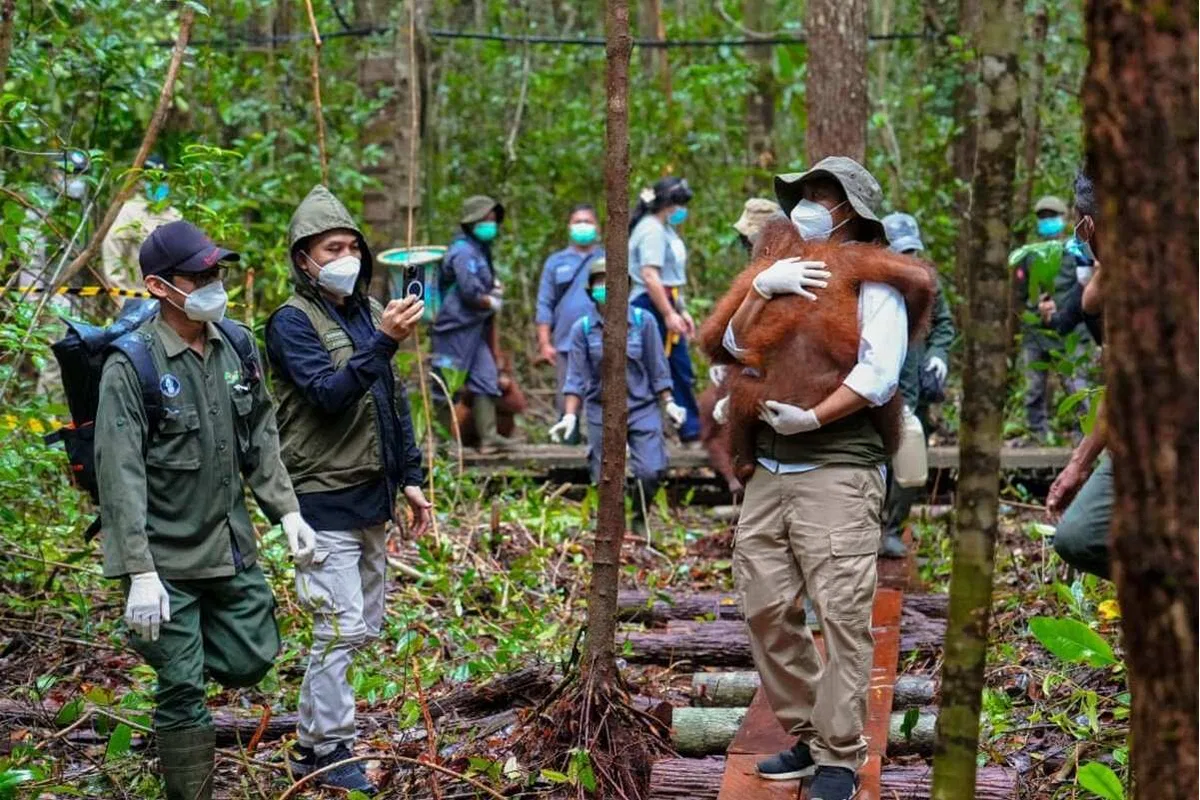 Peningkatan Upaya Penyelamatan Satwa Liar di Kalimantan Tengah Peningkatan Upaya Penyelamatan Satwa Liar di Kalimantan Tengah
