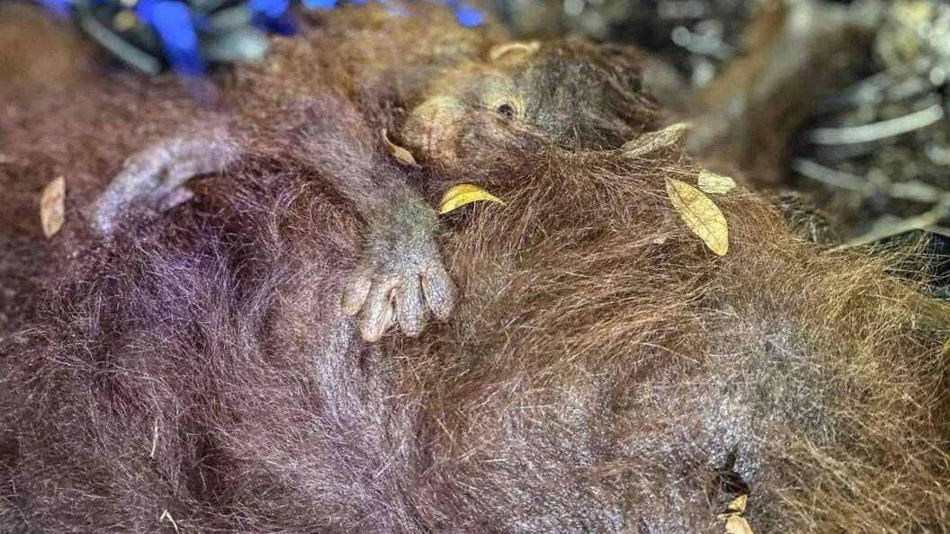 Kondisi Gunung Anak Krakatau dan Tindakan Pemantauan
