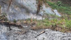 Kebakaran Hutan Dekat TPA Sarimukti KBB: Upaya Pemadaman Berlangsung