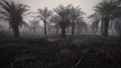 Titik Panas Karhutla Turun, Kalimantan Tengah Masih Mendominasi