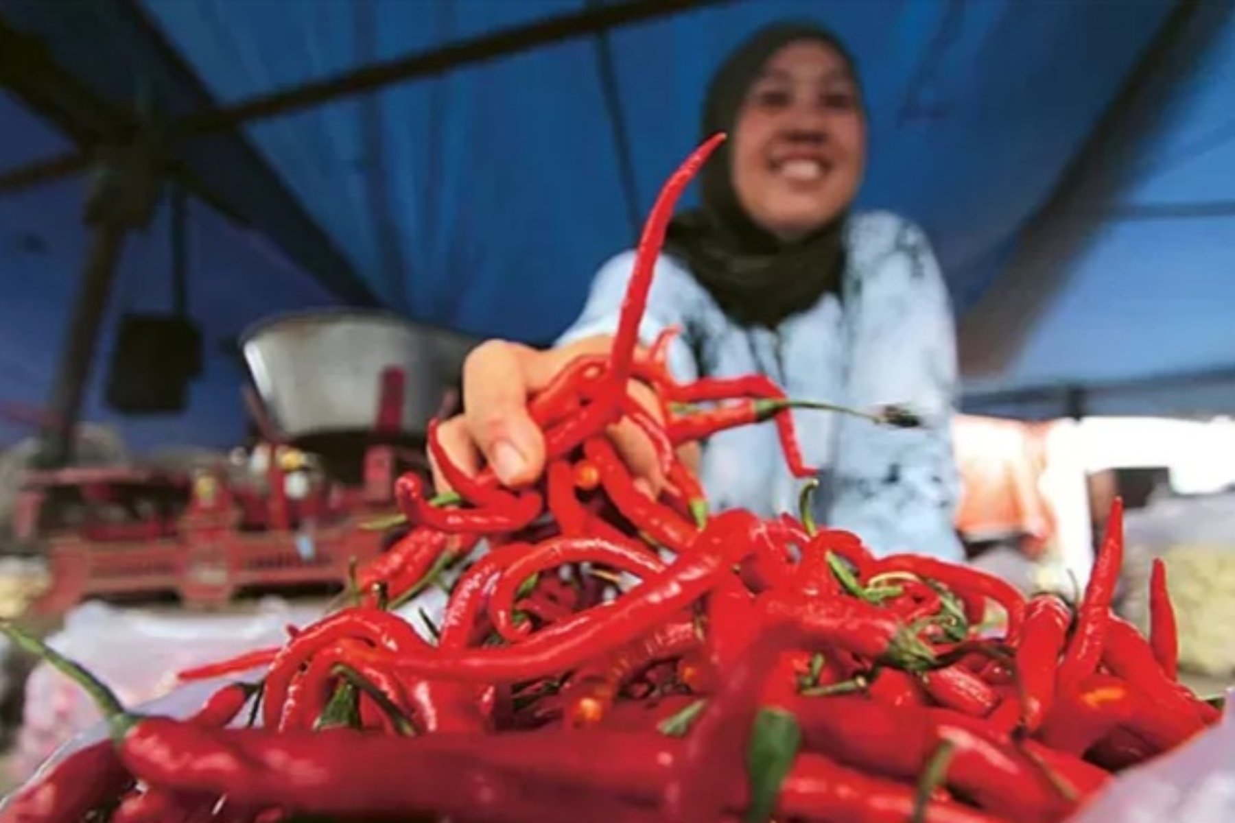 Upaya Pemerintah Menstabilkan Harga Cabai Melalui Distribusi Efektif
