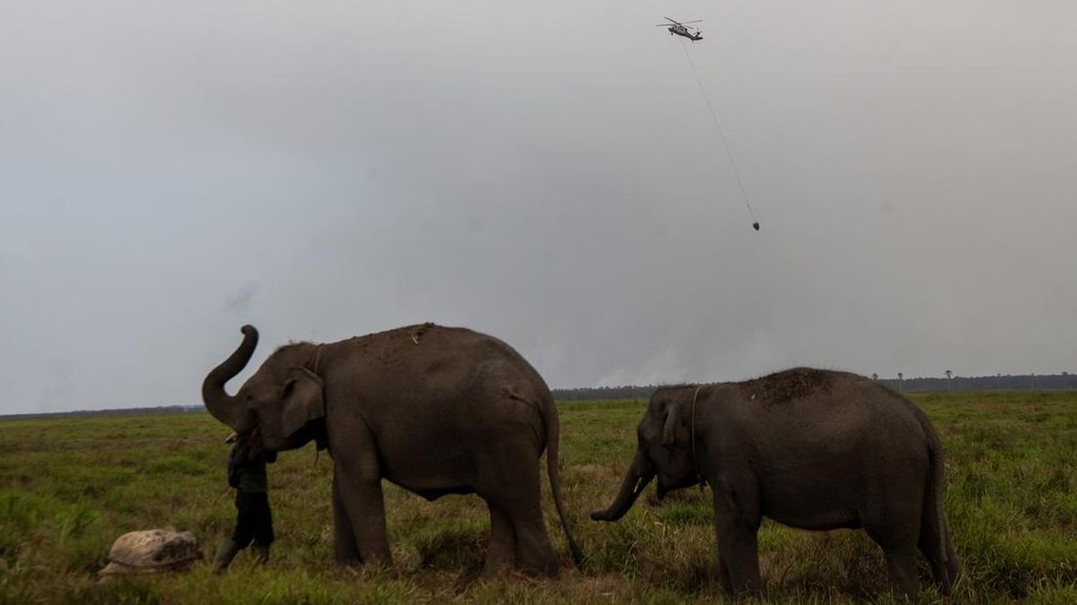 Ancaman Kebakaran Hutan terhadap Habitat Gajah Sumatra