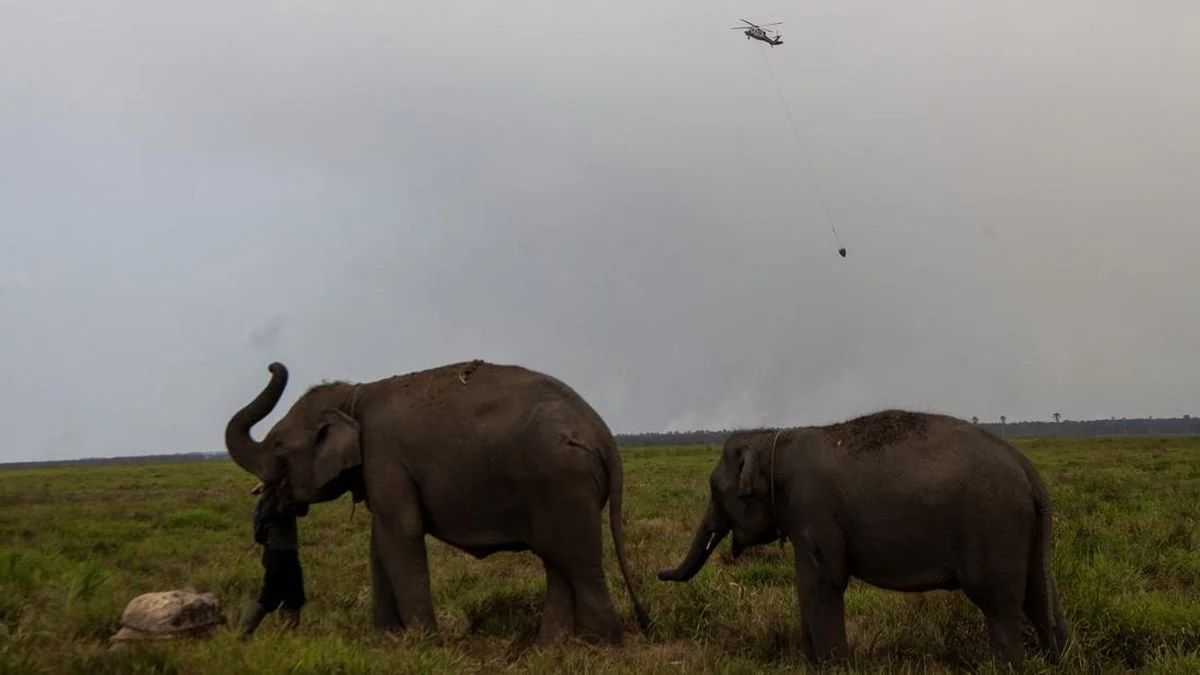 Ancaman Kebakaran Hutan terhadap Habitat Gajah Sumatra
