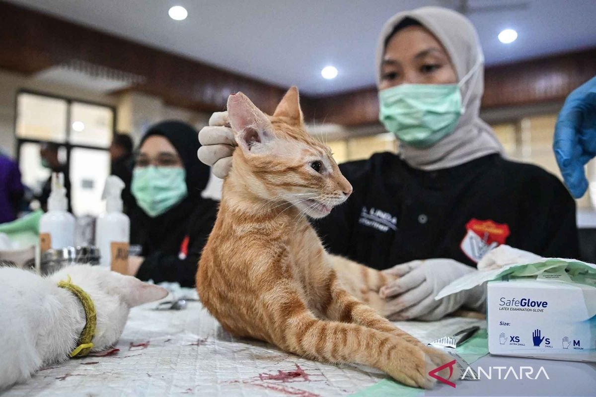 Inisiatif Sterilisasi Kucing oleh Sudin KPKP Jakarta Pusat