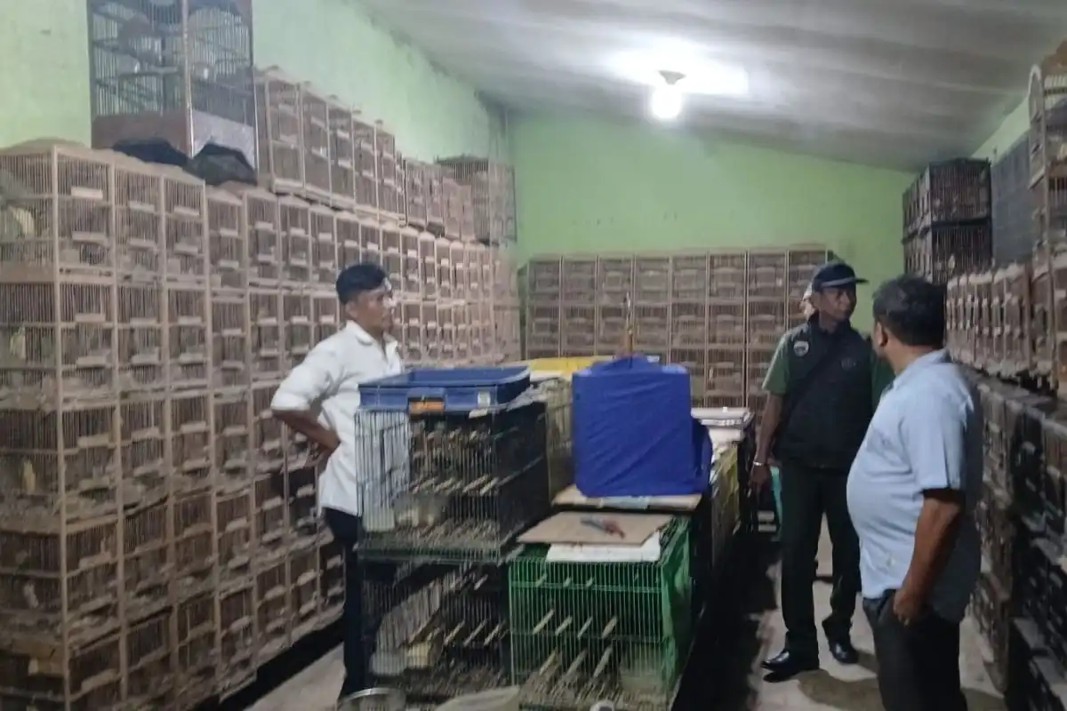 Penemuan 101 Burung Dilindungi di Medan: Tindakan Hukum Ditingkatkan