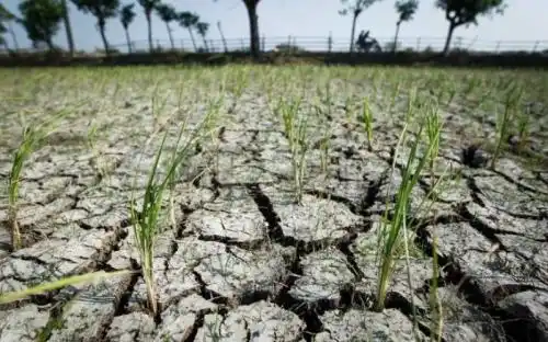 Upaya Kementerian PU Atasi Kekeringan pada 600 Hektare Sawah di Bekasi