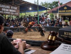 Judi Sabung Ayam di Weru Kandat Disorot, Aparat Ditantang Buktikan Ketegasan Hukum