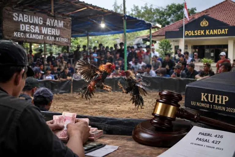 Judi Sabung Ayam di Weru Kandat Disorot, Aparat Ditantang Buktikan Ketegasan Hukum