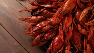 Petugas memastikan seluruh benih bening lobster tersebut telah diamankan untuk kepentingan proses penyidikan lebih lanjut