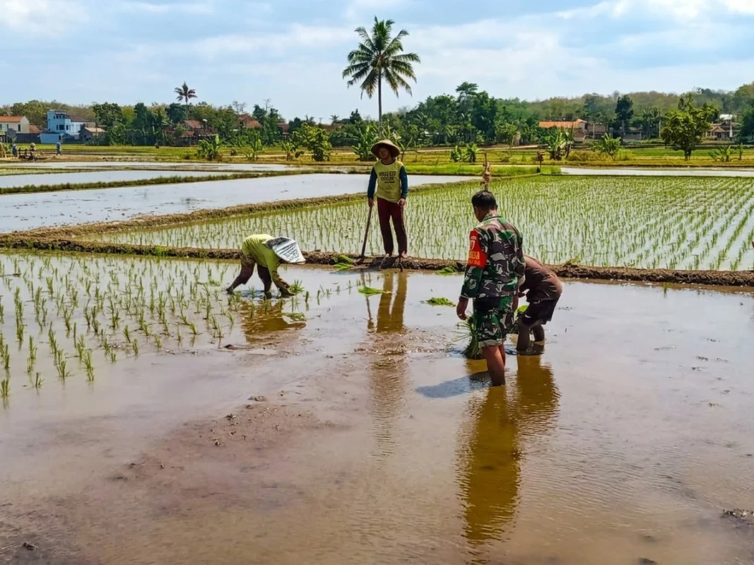 Dukung Swasembada Pangan, Babinsa Koramil 0808/09 Sutojayan Turun Ke Sawah Bantu Petani Tanam Padi
