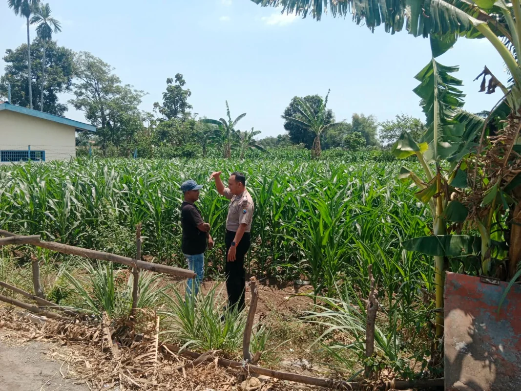Polisi Pantau 5 Hektare Lahan Jagung di Mentor Probolinggo