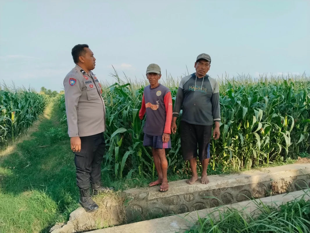 Dukung Ketahanan Pangan, Polisi di Probolinggo Dialog Langsung dengan Petani Jagung