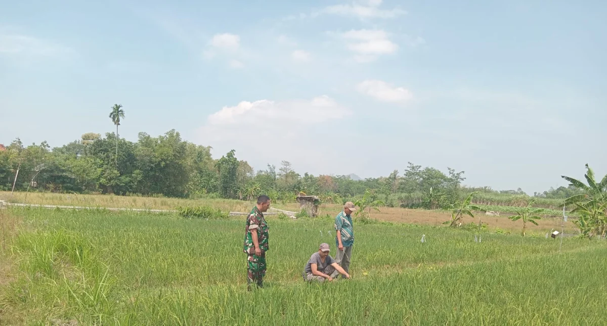 Dukung Ketahanan Pangan Nasional, Koramil Tegalsiwalan Dampingi Perawatan Tanaman Padi