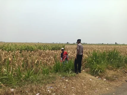 Polisi di Probolinggo Kota Turun ke Lahan, Kawal Panen Jagung Binaan di Desa Mentor