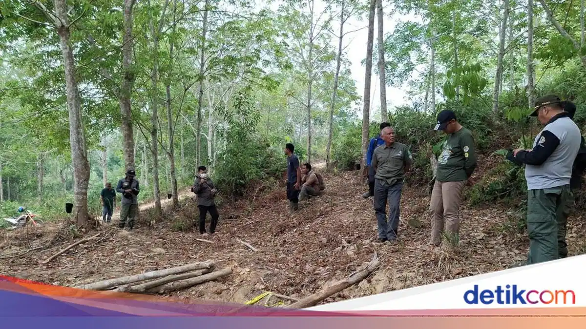 Penyelidikan Kematian Anak Gajah Sumatera di Konsesi Jambi Masih Berlangsung