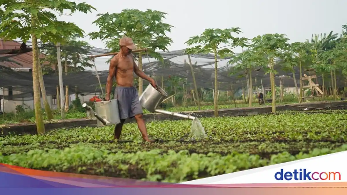 Kabut Asap dan Kemarau Pangkas Drastis Panen Sayuran Petani Pontianak