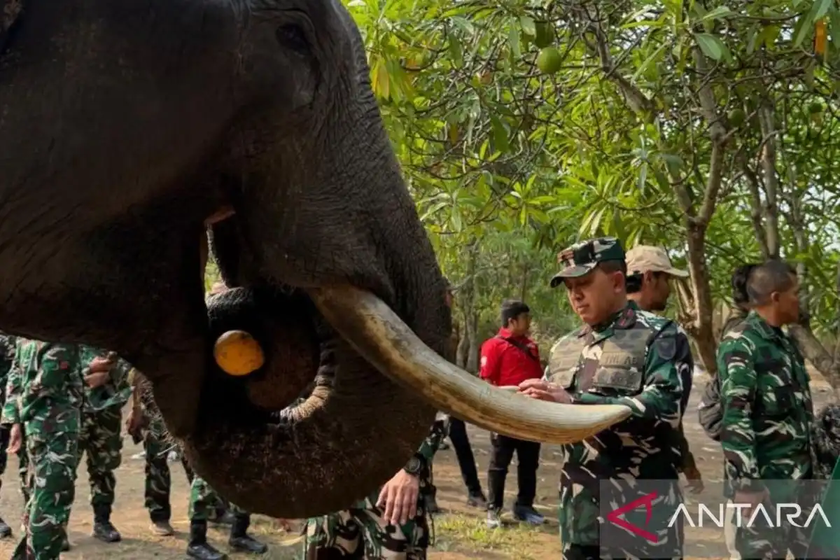 Danrem 044/Garuda Dempo Memastikan Kondisi Kesehatan Gajah di Padang Sugihan