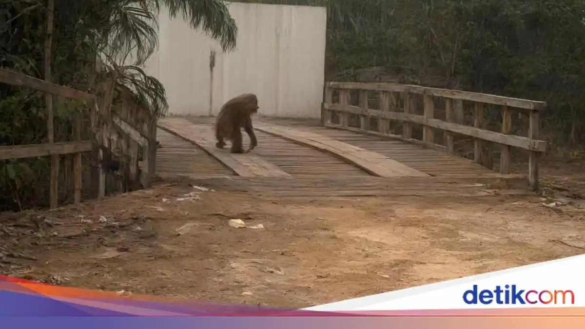 Orang Utan Keluar ke Jalan di Kotawaringin Barat Setelah Habitatnya Terbakar