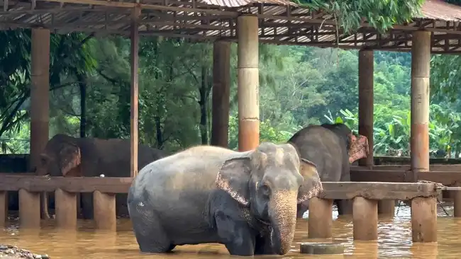 Jejak Alexander, Gajah Afrika yang Tetap Menghidupkan Ekosistem Setelah Mati