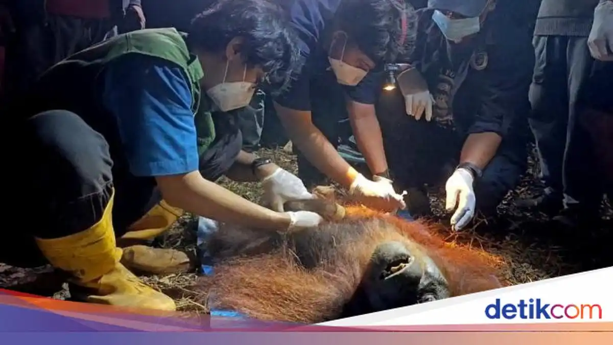Orang Utan Betina Diselamatkan dari Lahan Bekas Karhutla di Kotawaringin Timur