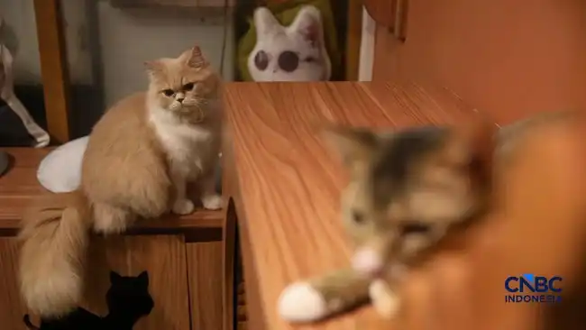 Riset Menyoroti Ragam Dampak Positif Memelihara Kucing bagi Kesehatan