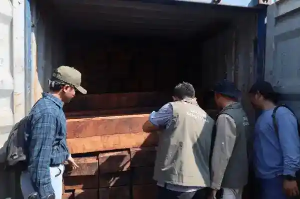 Pemeriksaan di Tanjung Perak Ungkap 23 Kontainer Kayu Merbau Diduga Ilegal