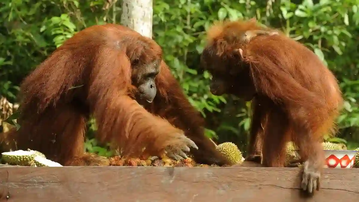 Api Karhutla Tanjung Puting Berjarak 600 Meter dari Feeding Camp Orangutan